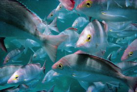 Wolf Rock Dive Site - Accommodation Main Beach 0