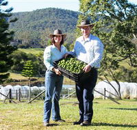 Hinterland Feijoas - Accommodation Main Beach