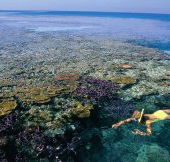 Split Bommie Dive Site