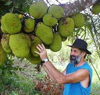 Cape Trib Exotic Fruit Farm - Accommodation Main Beach