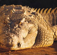 Koorana Crocodile Farm - Accommodation Main Beach