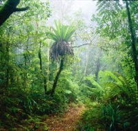 Lamington National Park Green Mountains Section - Accommodation Main Beach