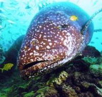 Lady Musgrave Island Dive Sites - Accommodation Main Beach