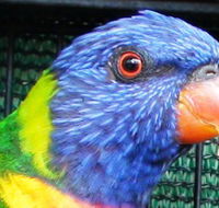 Fraser Coast Wildlife Sanctuary - Accommodation Main Beach