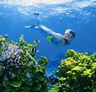 Wheeler Reef Dive Site - Accommodation Main Beach