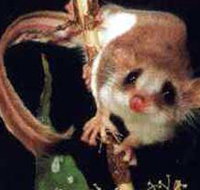 Carrowong Fauna Sanctuary - Accommodation Main Beach