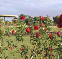 Elizabeth Park Rose Gardens - Accommodation Main Beach