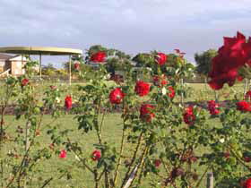 Elizabeth Park Rose Gardens - Accommodation Main Beach 0