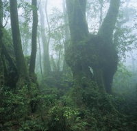 West Canungra Creek Circuit - Accommodation Main Beach