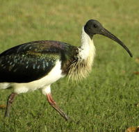 Toowoomba Bicentennial Waterbird Habitat - Accommodation Main Beach