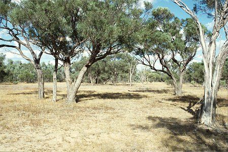 Forest Den National Park - Accommodation Main Beach 0