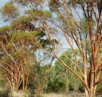 Myall Park Botanic Garden - Accommodation Main Beach