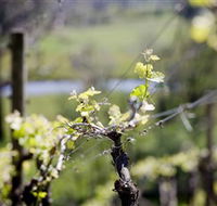 Elan Vineyard and Winery - Accommodation Main Beach