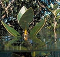 Jawbone Marine Sanctuary - Accommodation Main Beach