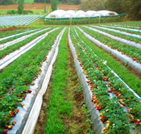 Kookaberry Strawberry Farm - Accommodation Main Beach