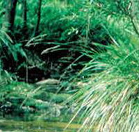 Lerderderg State Park - Accommodation Main Beach
