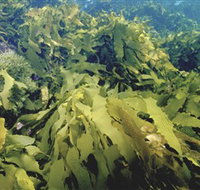 Barwon Bluff Marine Sanctuary - Accommodation Main Beach