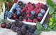 Bright Berry Farms - thumb 0