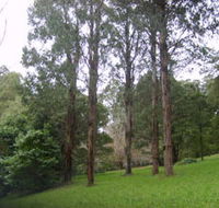 Mount Dandenong Arboretum - Accommodation Main Beach