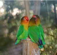 Ballarat Bird World - Accommodation Main Beach