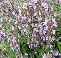 Otway Herbs - Accommodation Main Beach