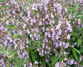 Otway Herbs - Accommodation Main Beach 0