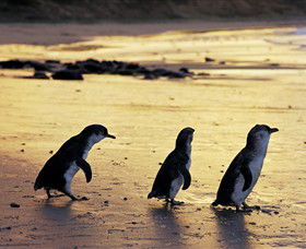 Ventnor VIC Accommodation Main Beach
