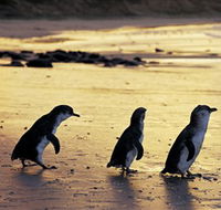 Phillip Island Nature Park - Accommodation Main Beach