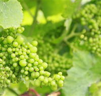 Waratah Hills Vineyard - Accommodation Main Beach