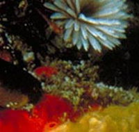 Point Cooke Marine Sanctuary - Accommodation Main Beach