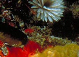 Point Cooke Marine Sanctuary - Accommodation Main Beach 0