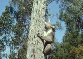 Creswick Regional Park - Accommodation Main Beach 0