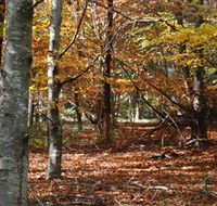 RJ Hamer Arboretum - Accommodation Main Beach