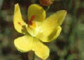 Langwarrin Flora And Fauna Reserve - Accommodation Main Beach 0