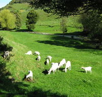 Goats of Gaia Soap - Accommodation Main Beach