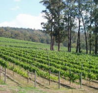 Piedmont Vineyard - Accommodation Main Beach