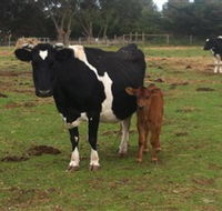 Animal Land Children's Farm - Accommodation Main Beach