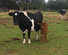 Animal Land Children's Farm - Accommodation Main Beach 0