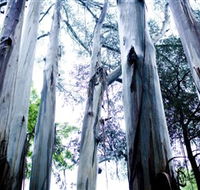 Dandenong Ranges National Park - Accommodation Main Beach