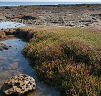Ricketts Point Marine Sanctuary - Accommodation Main Beach
