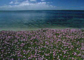The Lakes National Park - Accommodation Main Beach 0