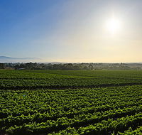 GREENSTONE VINEYARDS - Accommodation Main Beach