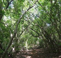 Eucalypt Trail - Accommodation Main Beach