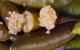 Sandy Creek Olives And Finger Limes - thumb 0