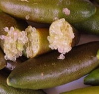 Sandy Creek Olives and Finger Limes - Accommodation Main Beach