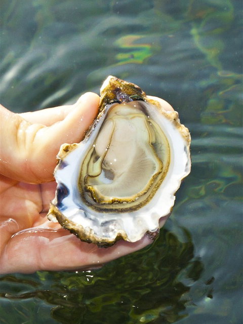 The Oyster Pot - Accommodation Main Beach 0