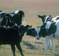 Bodalla Dairy Cheese Factory - Accommodation Main Beach