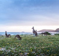 Pebbly Beach - Accommodation Main Beach