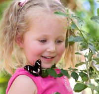 Coffs Harbour Butterfly House - Accommodation Main Beach