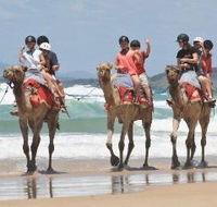Camel Rides with Coffs Coast Camels - Accommodation Main Beach